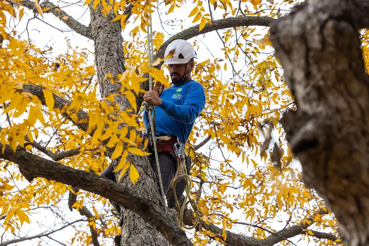 Skilled Tree Trimming crew working in Santee