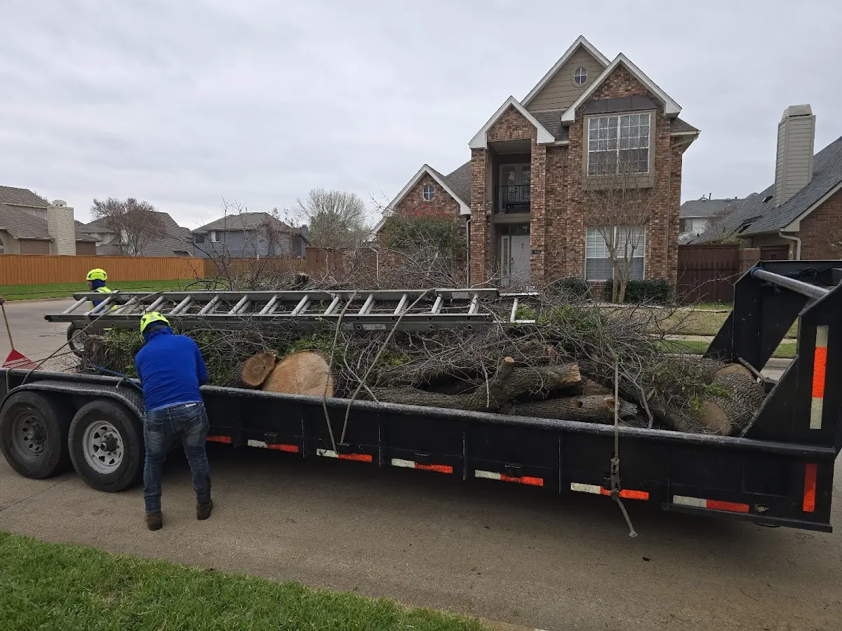 Expert Deadwooding with proper safety equipment in Santee